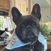 luv4frenchies
